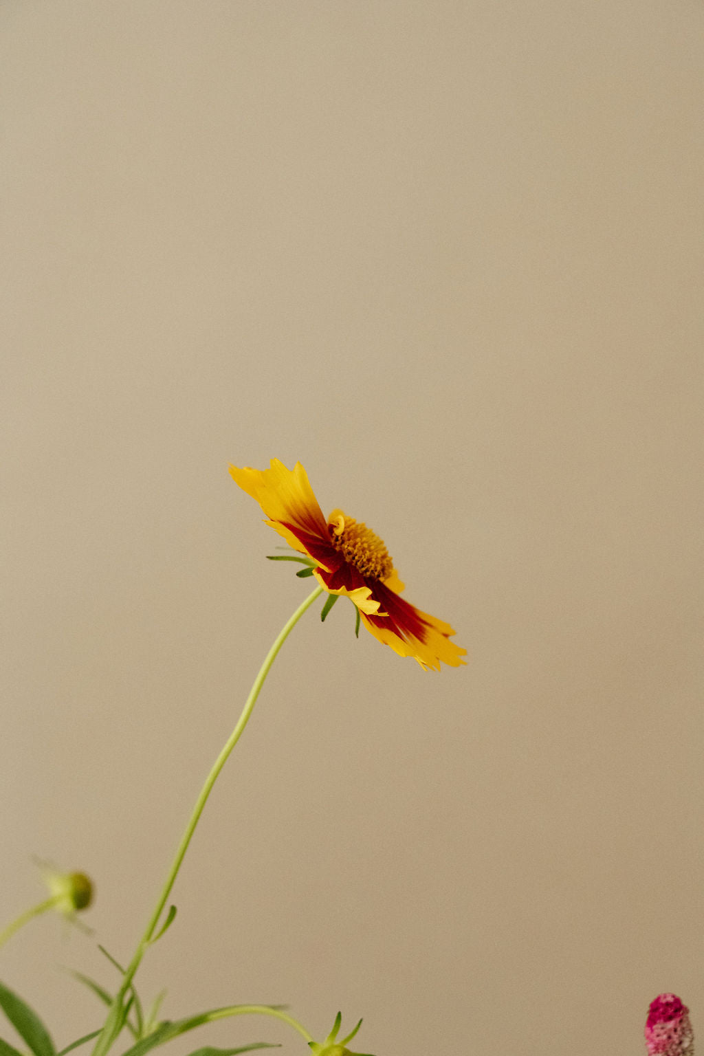 L’importance des couleurs chez les enfants, bien plus qu’une question d’esthétique